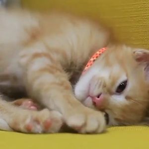 Meet your Posher, Mary